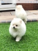 Muhteem sper kabark minyatr pomeranian ocuk