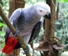 Mükemmel akıllı afrika gri papağanları