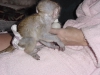 Mkemmel bir arkada beyaz yz bebek capuchin maymunlar 4