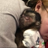 Mükemmel capuchin maymunlari
