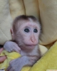 Mükemmel capuchin maymunları artık mevcut.