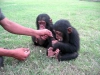 Mkemmel erkek ve dii empanze maymunlar !!
