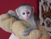 Mkemmel kaytl sevimli bebek capuchin maymunu bugn herhan