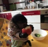 #mükemmel sosyal capuchin maymunlari#
