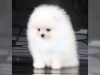 Mthis muhtesem pomeranian yavrulari002