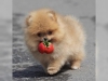 Mthis muhtesem pomeranian yavrulari0020