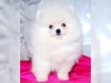 Mthis muhtesem pomeranian yavrulari0069