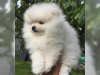 Mthis muhtesem pomeranian yavrulari0401