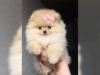 Mthis muhtesem pomeranian yavrulari2