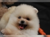 Mthis muhtesem pomeranian yavrulari99