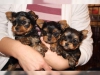 Mthis muhtesem yorkie yavrular75