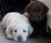 Mutlak muhteem sar labradors retriever puppy