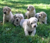 Mutlak muhteem sar labradors retriever puppy