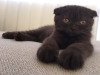 Nadide renkte ve gzellikteki chocolate scottish fold