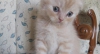 Nadir renkte lilac oyuncu scottish fold yavrularmz