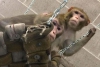 Nancy kontrol capuchin maymunlar