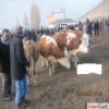 NAZAR.MARKET.TARIM.VE HAYVANCILIK.