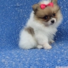 Nefes kesen pomeranian puppy