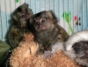 Neeli marmoset maymunlar gitmeye hazr