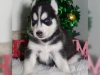 Neeli sibirya husky yavru