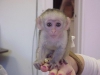 Noel bebei capuchin maymunlar mevcut
