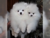 ###noel iin bir kc pomeranian kukla####