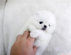 Noel için çay fincanı pomeranian kukla