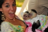 Noel iin sevimli kaytl capuchin maymunlar