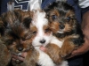 Okouzlující štěňata yorkie k adopci