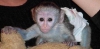 Olaanst capuchin maymun sat.