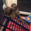 Olaanst marmosets maymun - +97339987365