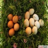 organik ky yumurtas