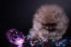 Orijinal pomeranian boo