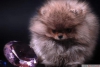 Orijinal pomeranian boo