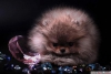 Orijinal pomeranian boo