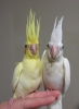 0546 417 15 06 2026 40 g�nl�k a kalite albino antalya yavru