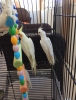 0546 417 15 06 2026 40 g�nl�k a kalite albino antalya yavru