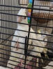0546 417 15 06 2026 40 g�nl�k a kalite albino antalya yavru