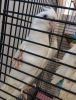 0546 417 15 06 2026 40 g�nl�k a kalite albino antalya yavru
