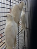 0546 417 15 06 2026 40 g�nl�k a kalite albino antalya yavru