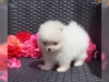 Oynak hassas pomeranian yavrulari80