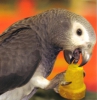 Oynak sosyal afrika gri papaganlari29