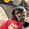 Oynak ve akll capuchin maymunlar mevcut