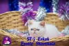 Oyuncu ve sevimli exotic shorthair & persian yavrularmz