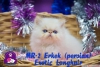 Oyuncu ve sevimli exotic shorthair & persian yavrularmz