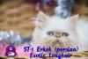 Oyuncu ve sevimli exotic shorthair & persian yavrularmz