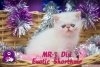 Oyuncu ve sevimli exotic shorthair & persian yavrularmz