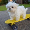 Paha biilmez pedigree maltese puppy