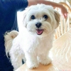 Paha biilmez pedigree maltese puppy