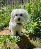Paha biilmez pedigree maltese puppy
